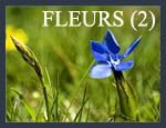 Fleurs des Pyr�n�es