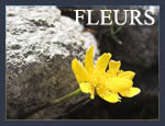 Fleurs des Pyr�n�es