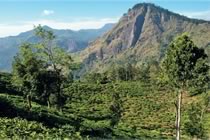 Sri Lanka, entre montagnes et jardins de thé Sri Lanka, entre montagnes et jardins de thé