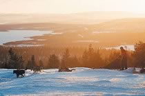 Evasion bor�ale