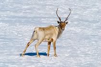 Caribous de la baie d'Ungava Caribous de la baie d'Ungava