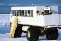 Churchill, le royaume de l’ours polaire Churchill, le royaume de l’ours polaire