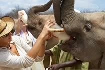 Un �l�phant pour la vie