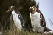 Vie sauvage aux antipodes Vie sauvage aux antipodes