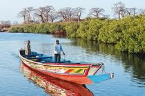 S�n�gal, hivernage dans le Sin� Saloum