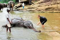 Bouddhas et éléphants du Sri Lanka Bouddhas et éléphants du Sri Lanka