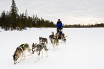 Un hiver chez les Saami