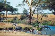 Savane et baobabs
