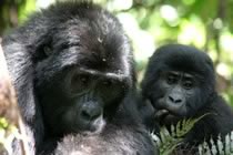 Du Kilimandjaro aux gorilles des Virunga Du Kilimandjaro aux gorilles des Virunga