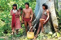 Le monde perdu des Indiens de l'Orénoque Le monde perdu des Indiens de l'Orénoque