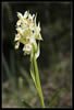 Fleurs des Pyr�n�es