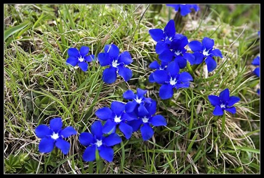 Randonn&eacute;e et trekking : Gentiane de printemps