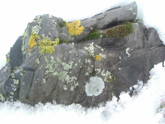 Randonn&eacute;e et trekking : Lichen
