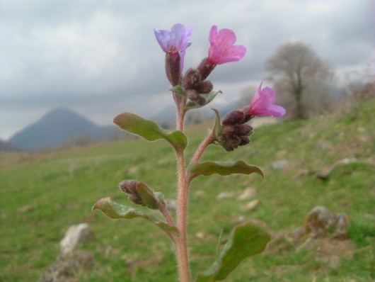 Randonn&eacute;e et trekking : Pulmonaire � feuilles lanc�ol�es