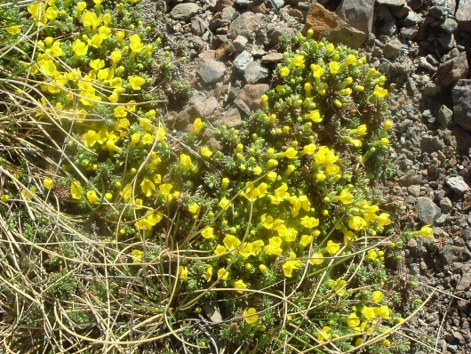 Randonn&eacute;e et trekking : Androsace de vitaliano