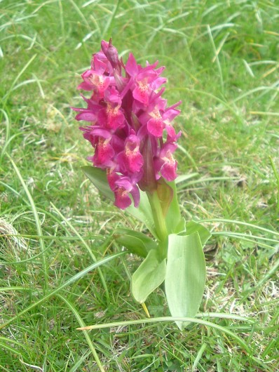 Randonn&eacute;e et trekking : Orchis sureau