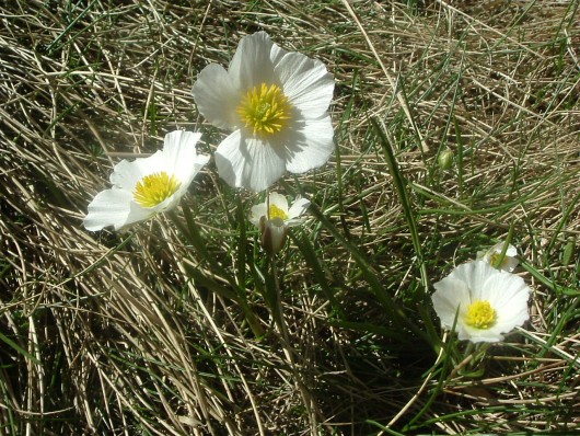 Randonn&eacute;e et trekking : Renoncule des Pyr�n�es