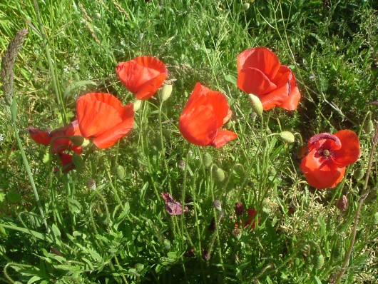 Randonn&eacute;e et trekking : Coquelicot