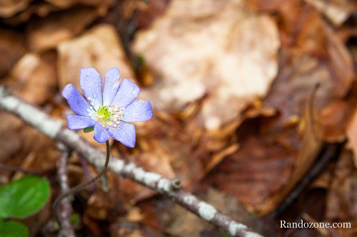 Randonn&eacute;e et trekking : H�pathique