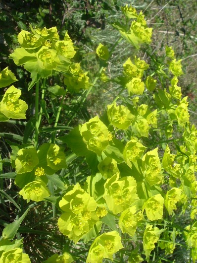 Randonn&eacute;e et trekking : Euphorbe � feuilles dent�es en scie