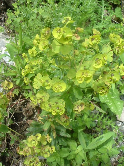 Randonn&eacute;e et trekking : Euphorbe characias