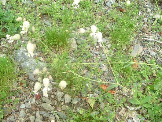 Randonn&eacute;e et trekking : Sil�ne enfl�