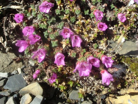 Randonn&eacute;e et trekking : Saxifrage � feuilles oppos�es