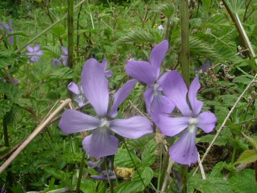 Randonn&eacute;e et trekking : Violette cornue