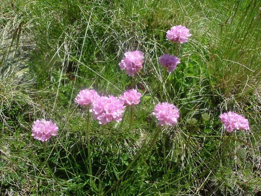 Randonn&eacute;e et trekking : Arm�rie des Alpes