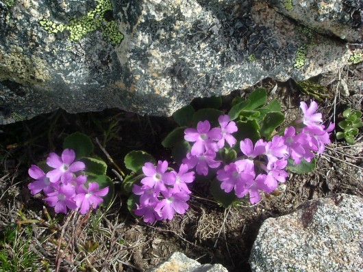 Randonn&eacute;e et trekking : Primev�re hirsute