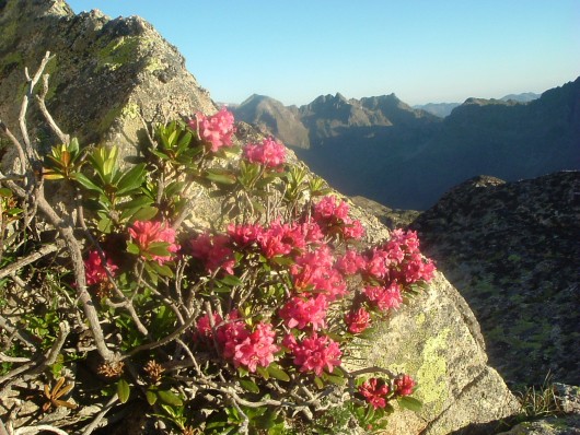Randonn&eacute;e et trekking : Rhododendron