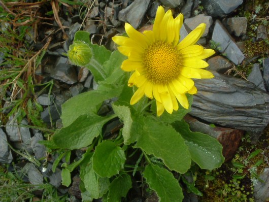 Randonn&eacute;e et trekking : Doronic � grandes fleurs