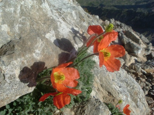 Randonn&eacute;e et trekking : Pavot parfum� ou Pavot orange des Pyr�n�es