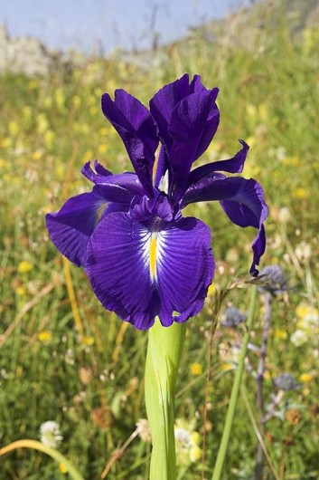 Randonn&eacute;e et trekking : Iris