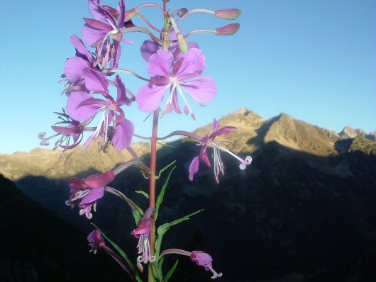 Randonn&eacute;e et trekking : Epilobe � feuilles �troites