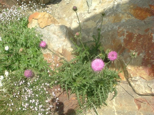Randonn&eacute;e et trekking : Chardon d�capit�