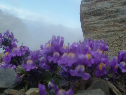 Randonn&eacute;e et trekking : Linaire des Alpes