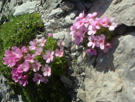 Randonn&eacute;e et trekking : Androsace cili�e