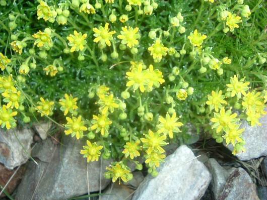 Randonn&eacute;e et trekking : Saxifrage faux-aizoon