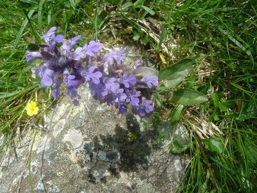 Randonn&eacute;e et trekking : Bugle rampante