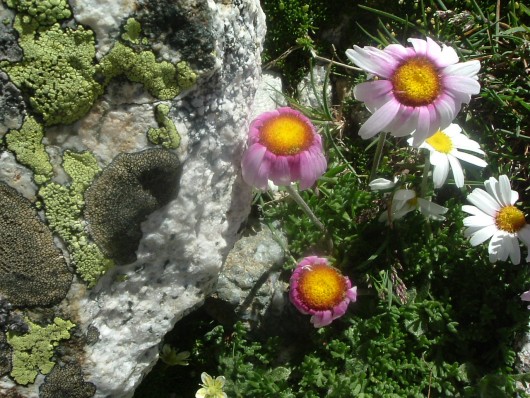 Randonn&eacute;e et trekking : Leucanth�me des Alpes