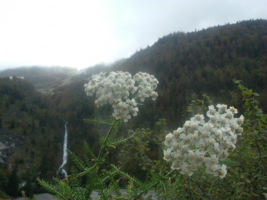 Randonn&eacute;e et trekking : Achill�e millefeuille