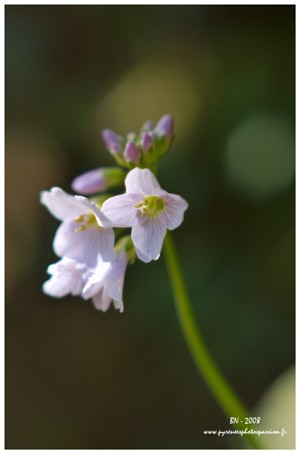 Randonn&eacute;e et trekking : Cardamine des pr�s