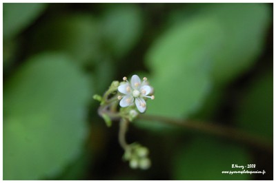 Randonn&eacute;e et trekking : Fleur de la saxifrage hirsute