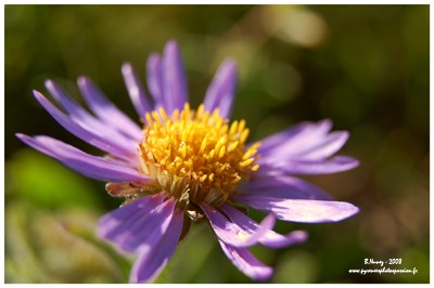 Randonn&eacute;e et trekking : Aster des Alpes