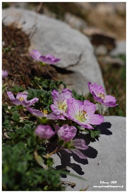 Randonn&eacute;e et trekking : Geranium cendr�