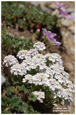 Randonn&eacute;e et trekking : Iberis de Tenore