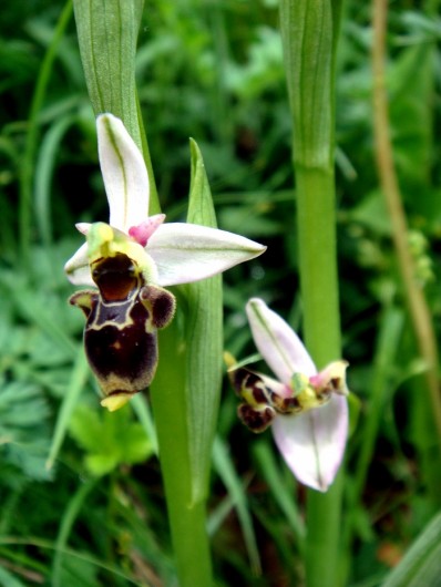 Randonn&eacute;e et trekking : Ophrys becasse Orchidac�e terrestre europ�enne