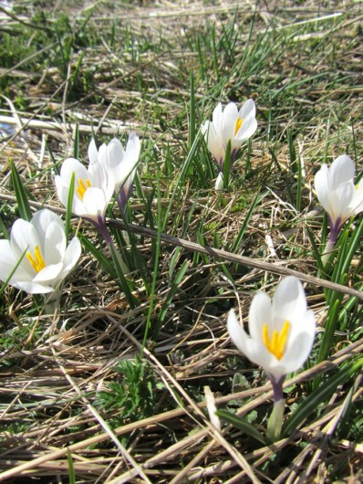 Randonn&eacute;e et trekking : Crocus: Fleurs d'Aubrac en Loz�re Col de Bonnecombe et Lac de Born
