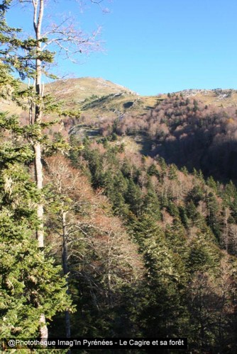 Randonn&eacute;e et trekking : Cagire et sa for�t